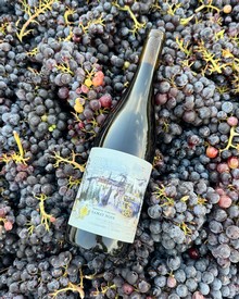 2024 Barsotti Gamay